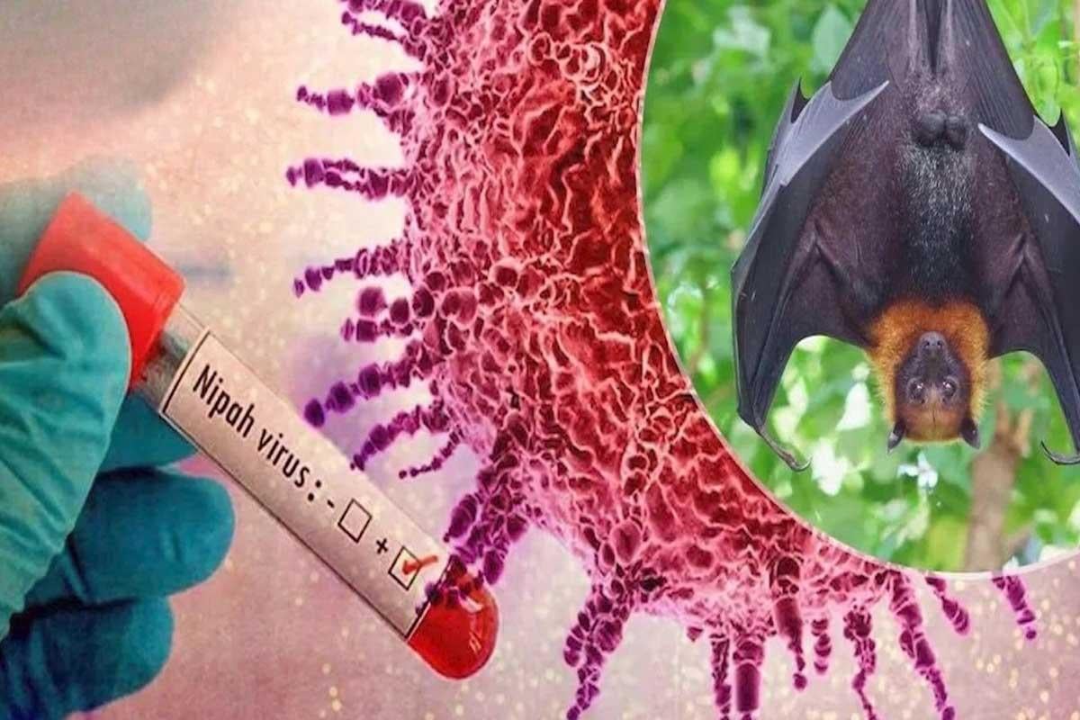 Menkes Ingatkan Ancaman Virus Nipah, Kepala Daerah Diminta Perkuat Sistem Kewaspadaan Dini